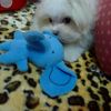Candy Yjc