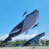 楚楚FAN