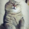 莎莉愛料理