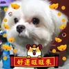 Joyce Lin