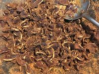 黑糖薑母糖