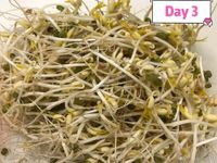 ＜種植＞涼拌綠豆芽