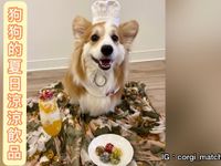 《狗狗鮮食食譜》夏日飲品