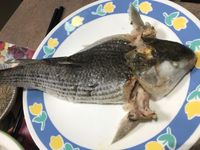 潮州凍烏頭魚