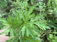 客家蟻粄（草仔粿）