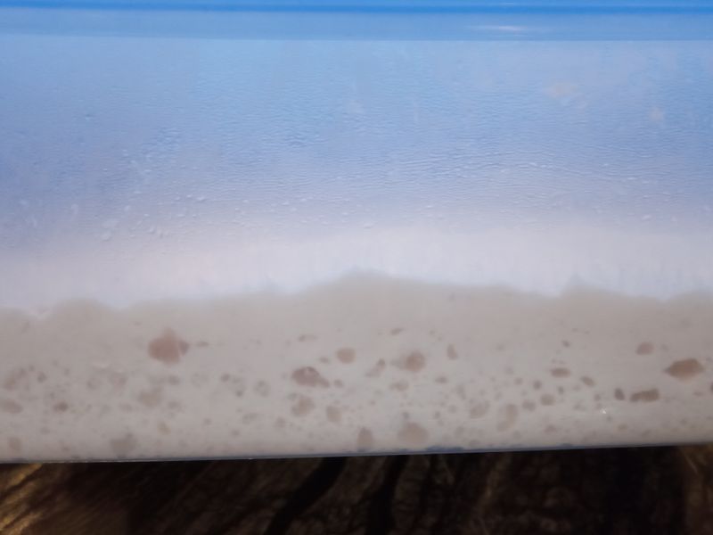 法國老麵