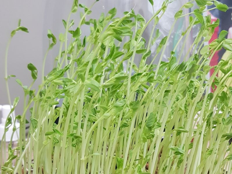 不出門的豌豆苗